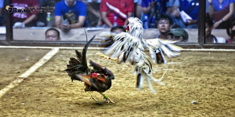 Tỷ lệ trả thưởng kèo BDD siêu hấp dẫn